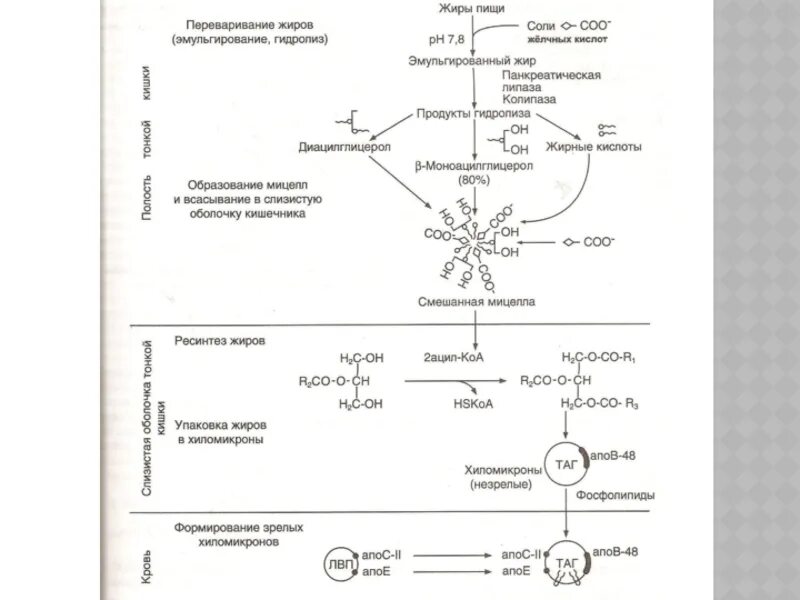 Ферменты эмульгирующий жиры. Всасывание продуктов переваривания триацилглицеролов. Этапы переваривания липидов биохимия. 1. Переваривание и всасывание пищевых триацилглицеролов. Всасывание продуктов гидролиза триацилглицеринов.