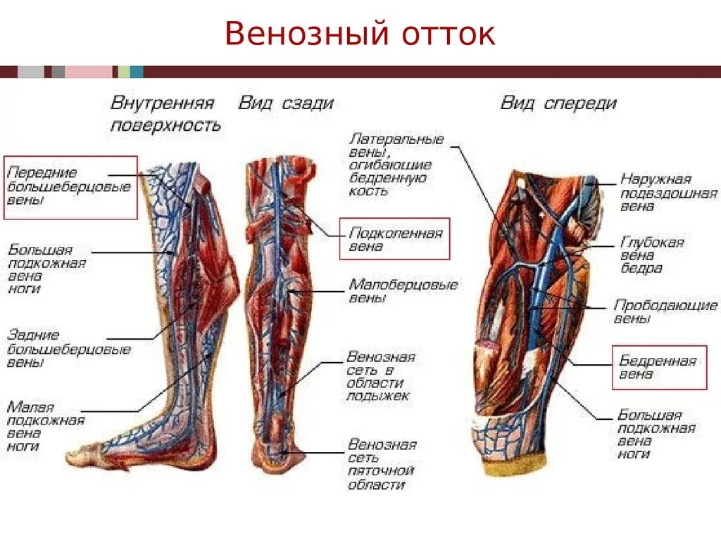 А также внутренней поверхности. Схема строения вен нижних конечностей. Венозная артериальная система нижних конечностей. Анатомия вен нижних конечностей человека. Глубокие вены нижних конечностей анатомия.