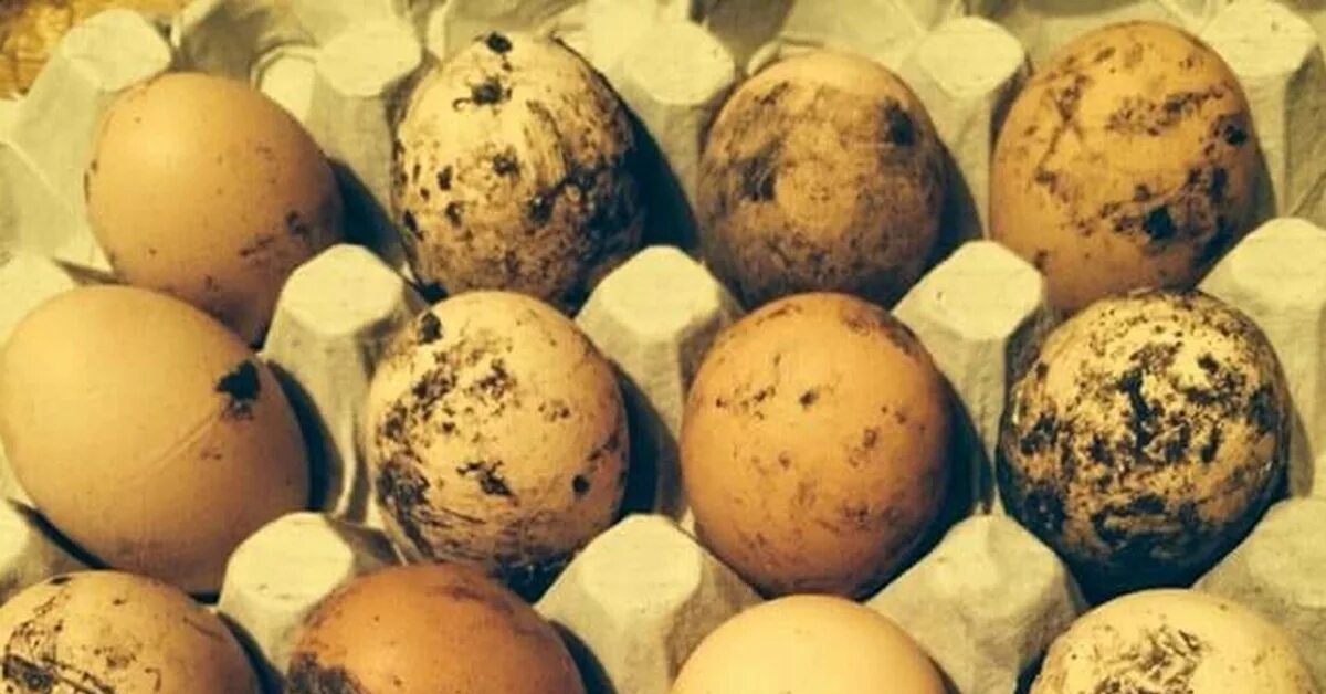 Яйца грязные можно ли их мыть. Грязное куриное яйцо. Яйца с загрязненной скорлупой. Немытые яйца.