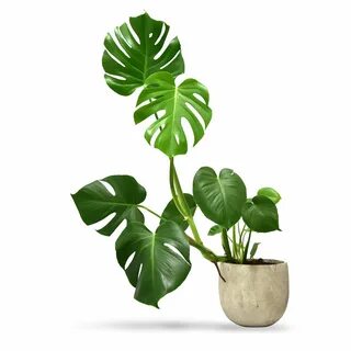 La plants
