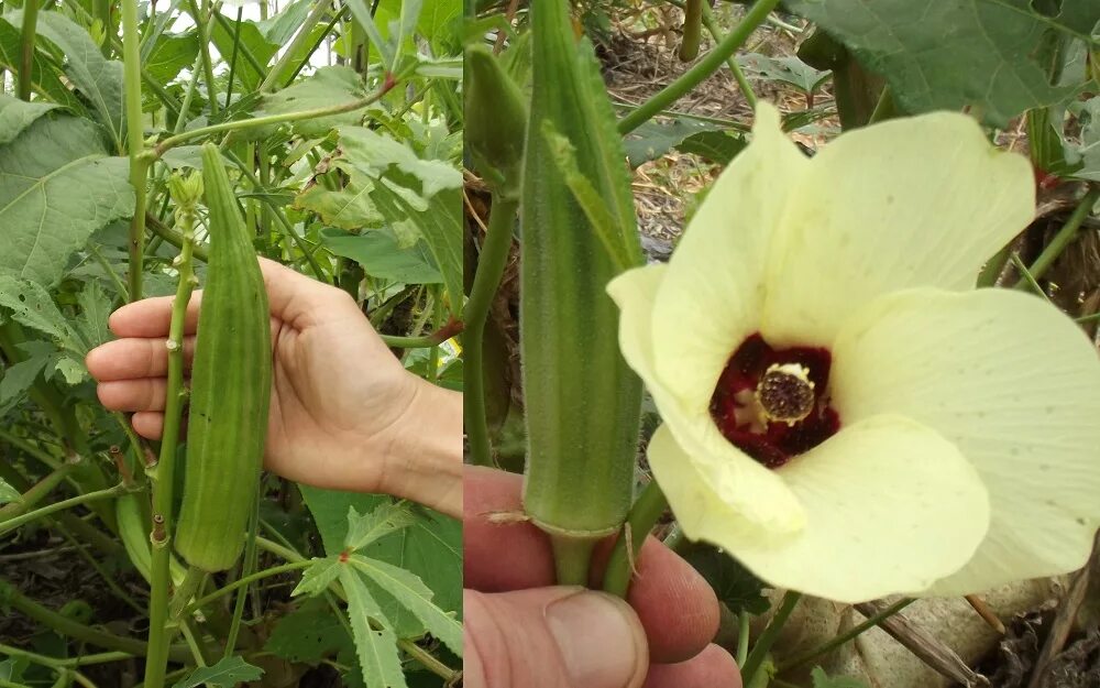 бамия окра. бамия бомбей. бамия(окра,гомбо) что это. бамия,окра, абельмош. бамия клемсон.