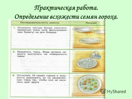 Определение прорастания семян