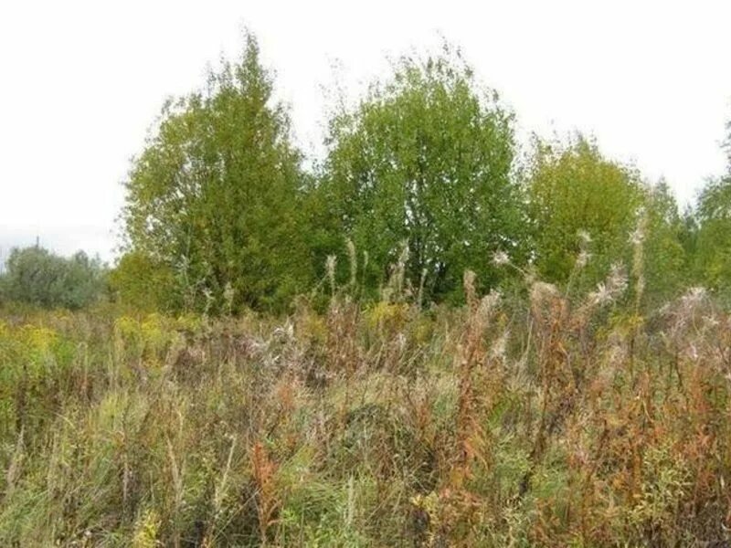 Бурьян трава. Участок зарос сорняками. Участок зарос сорняками. Заросший огород. Участок зарос сорняками.