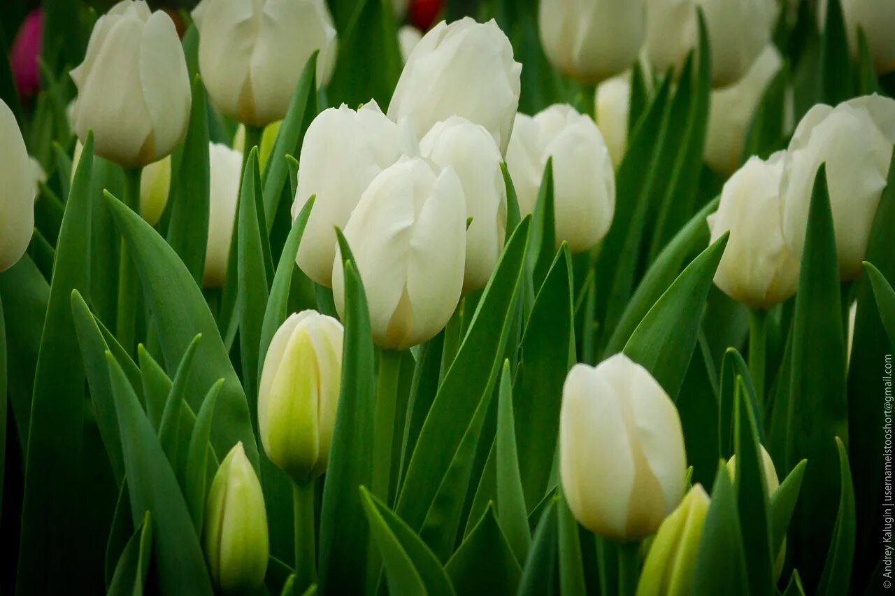 Тюльпан алгарве. Белые тюльпаны. Тюльпан триумф уайт дрим. Много белых тюльпанов. Тюльпан спринг.