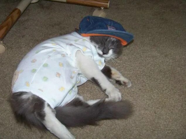 Издевательство над кошками. Издевательства над котенком. Издевательства над котенком. Издевательство над котом. Издевательство над котами.