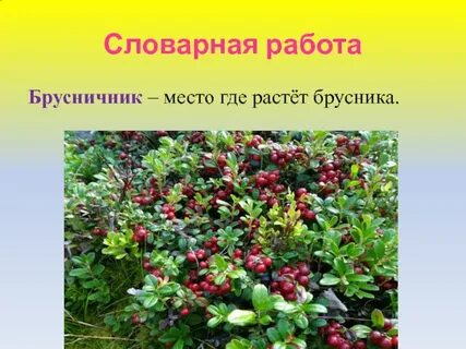 Брусника в какой природной зоне