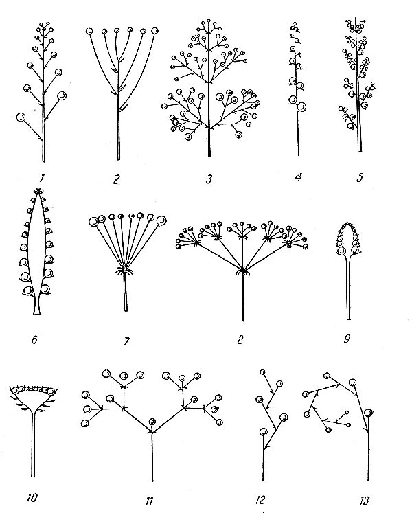 Простые цветки биология. Соцветие колосовидная метелка. Щитковидная метелка соцветие. Соцветие щитковидная кисть. Соцветие полузонтик.