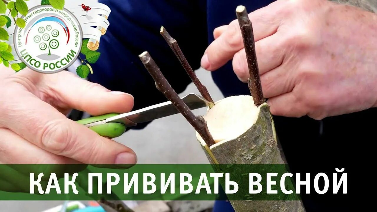 Когда начинать прививку деревьев весной. Способы прививки плодовых деревьев весной. прививка деревьев весной для начинающих в расщеп. прививка за кору. прививка на зубочистку.