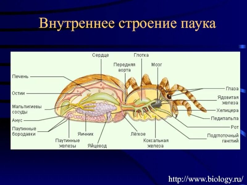 Паукообразные схема. Паук рисунок внутреннее и внешнее строение. Внутреннее строение паукообразных 7. Внешнее и внутреннее строение паука. Строение паука крестовика.