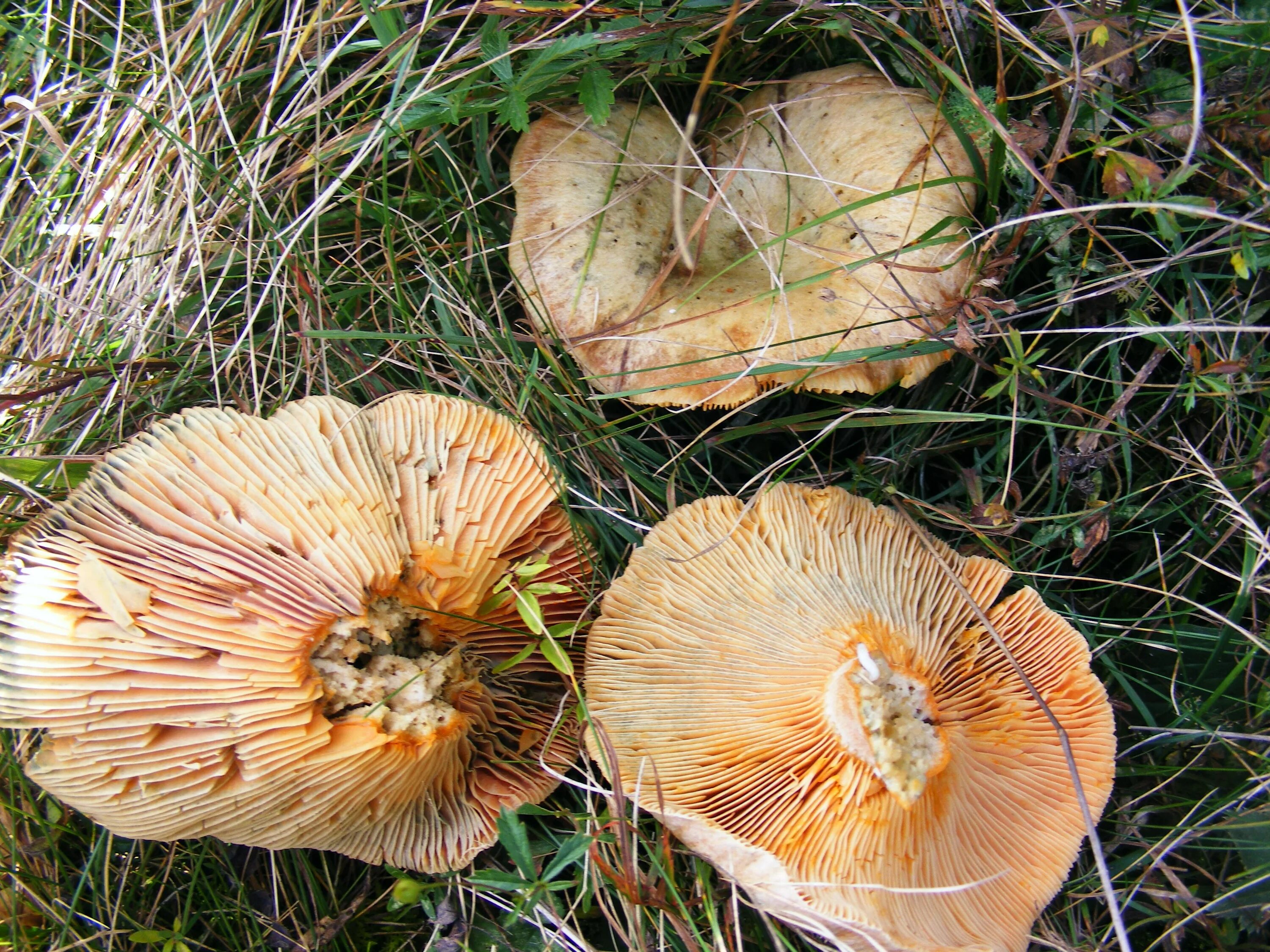 Рыжик еловый (Lactarius deterrimus). Млечник шиповатый. Млечник Бертиллона. Млечнsк обыкновенный (Lactarius trivialis). Рыжик разбор