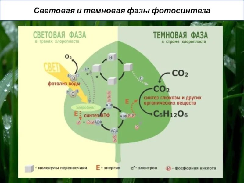 Синтез глюкозы происходит в световой фазе. Световая и темновая фаза фотосинтеза. световая и темновая стадия фотосинтеза фазы. схема темновой фазы фотосинтеза. световая фаза фотосинтеза темновая фаза фотосинтеза.