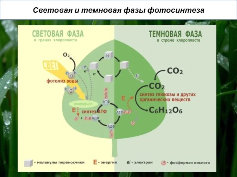 Фотосинтез схема световая фаза и темновая. Световая и темновая стадия фотосинтеза фазы. Схема световой фазы фотосинтеза 10 класс. Световая и темновая фаза фотосинтеза цикл Кальвина. Фотолиз воды в хлоропласте происходит в