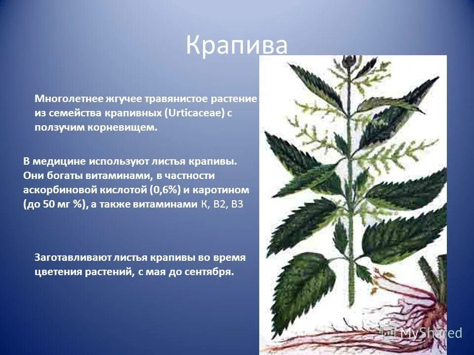 Крапива сушеная (смесь) "AFAT"