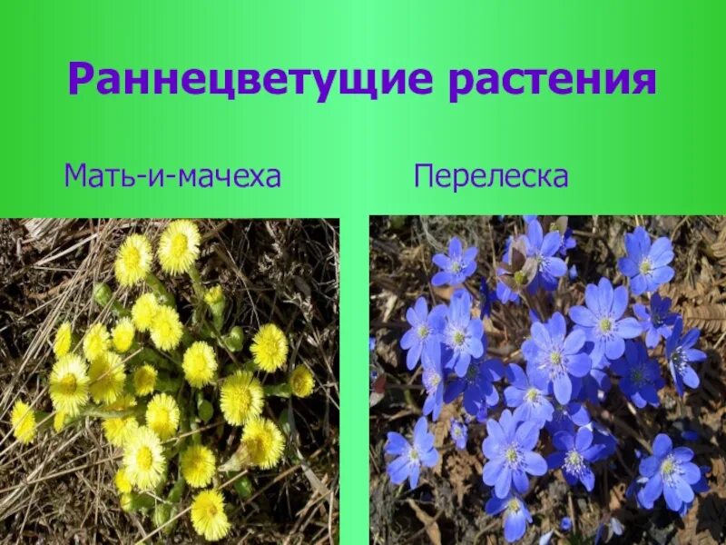 Крупные города  классический период. Храм посейдона в пестуме ордер. Крупные города  классический период. Ранне. Ранне средний.