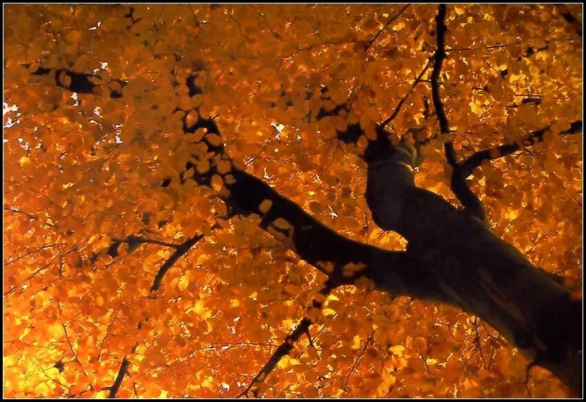 Осеннее состояние души. Осень состояние души. Осень состояние это состояние души. Осень это не состояние души а.