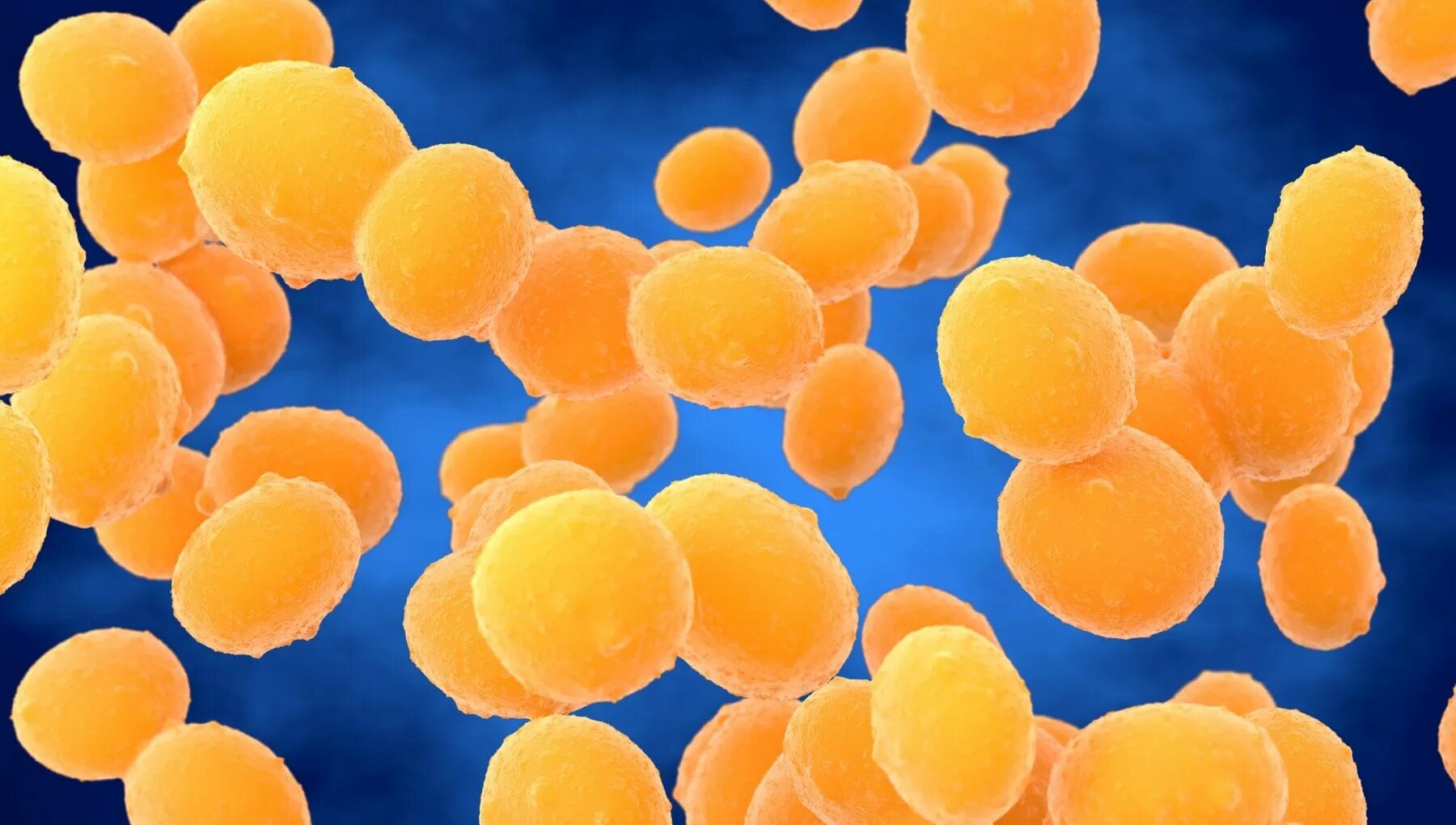 Staphylococcus aureus 4. Стафилококк ауреус мрса. метициллин-резистентный золотистый стафилококк. s. aureus золотистый стафилококк.