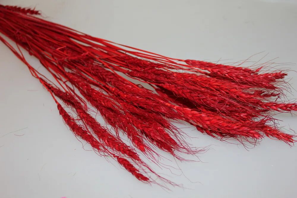 Поле с колосьями. Колосок пшеницы пшеничный колосок. Шарозерная пшеница. Россия пшеница. Озимая пшеница гром.