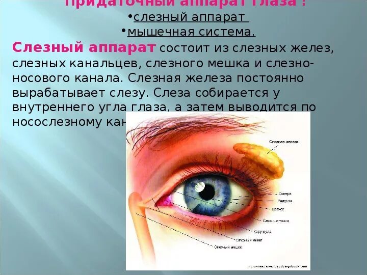 Орган зрения анатомия слезный аппарат. Придаточный и вспомогательный аппарат глаза. Строение слёзного аппарата глаза анатомия. Анатомия и физиология придаточного аппарата глаза.