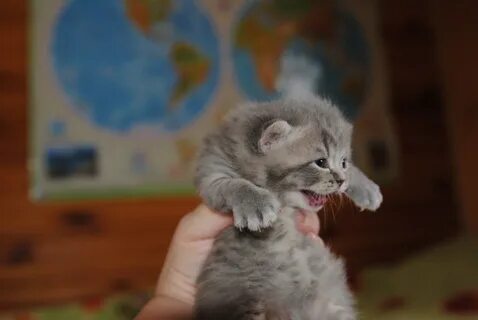 2 х недельный котенок