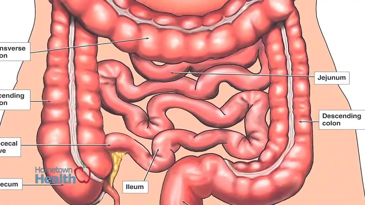 Где у человека расположен аппендицит. Подвздошная и слепая кишка. Кишечник анатомия подвздошная кишка. Тощая кишка подвздошная кишка слепая кишка. Аппендикс кишка строение.