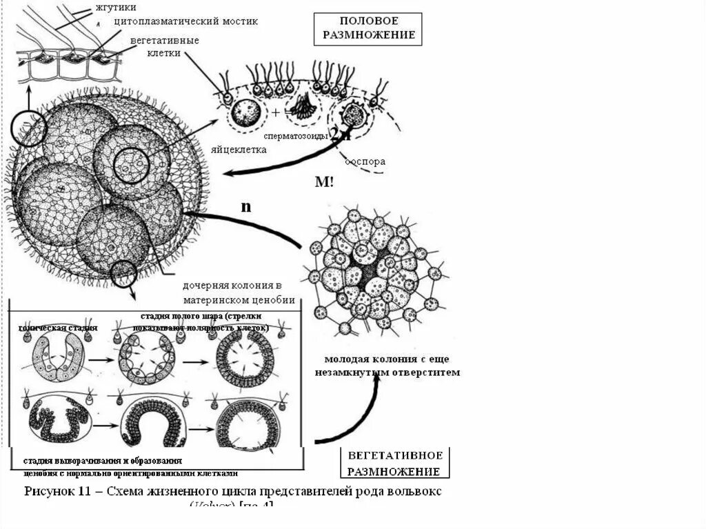 Размножение и жизненный цикл вольвокса. Жизненный цикл вольвокса схема. Цикл размножения вольвокса. Строение и жизненный цикл вольвокса.