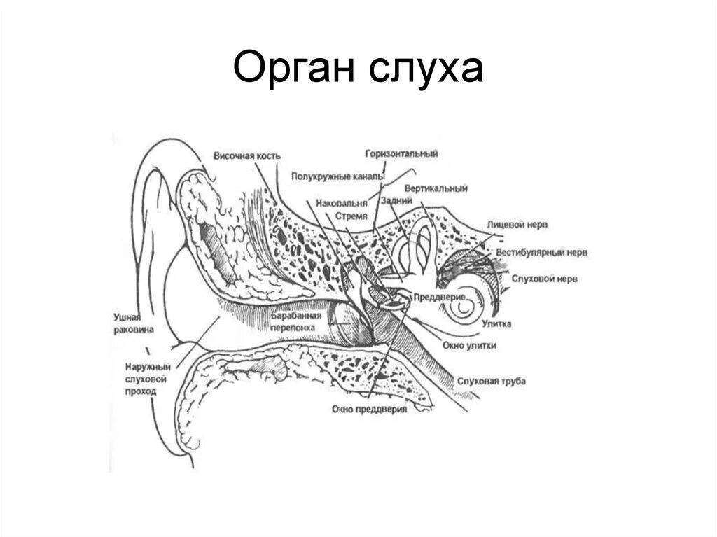 Орган слуха строение уха. Строение слухового анализатора человека схема. строение слухового анализатора рисунок. схема строения органа слуха. строение органа слуха рисунок.