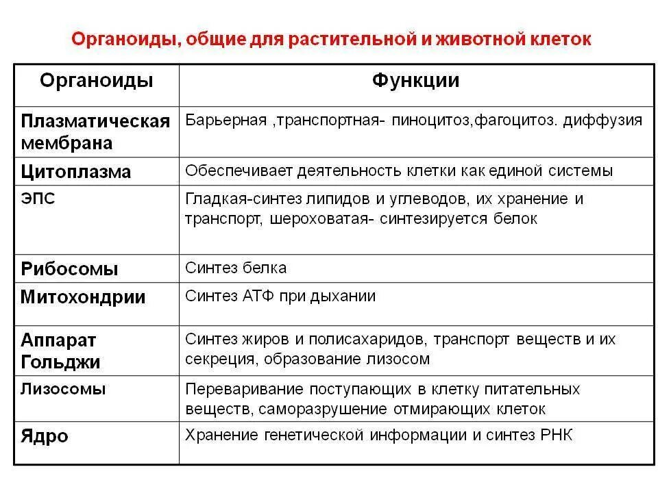 Какие есть функции клетки. Основные функции органоидов клетки. Основные клеточные органеллы и их функции. Основные органоиды животной клетки и их функции. Функции органоидов растительной клетки таблица.