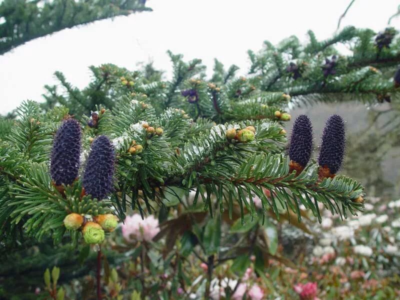 Ель обыкновенная брабант. Поселок пихта. Поселок пихта. Поселок пихта. Пихта сибирская (ábies sibírica).