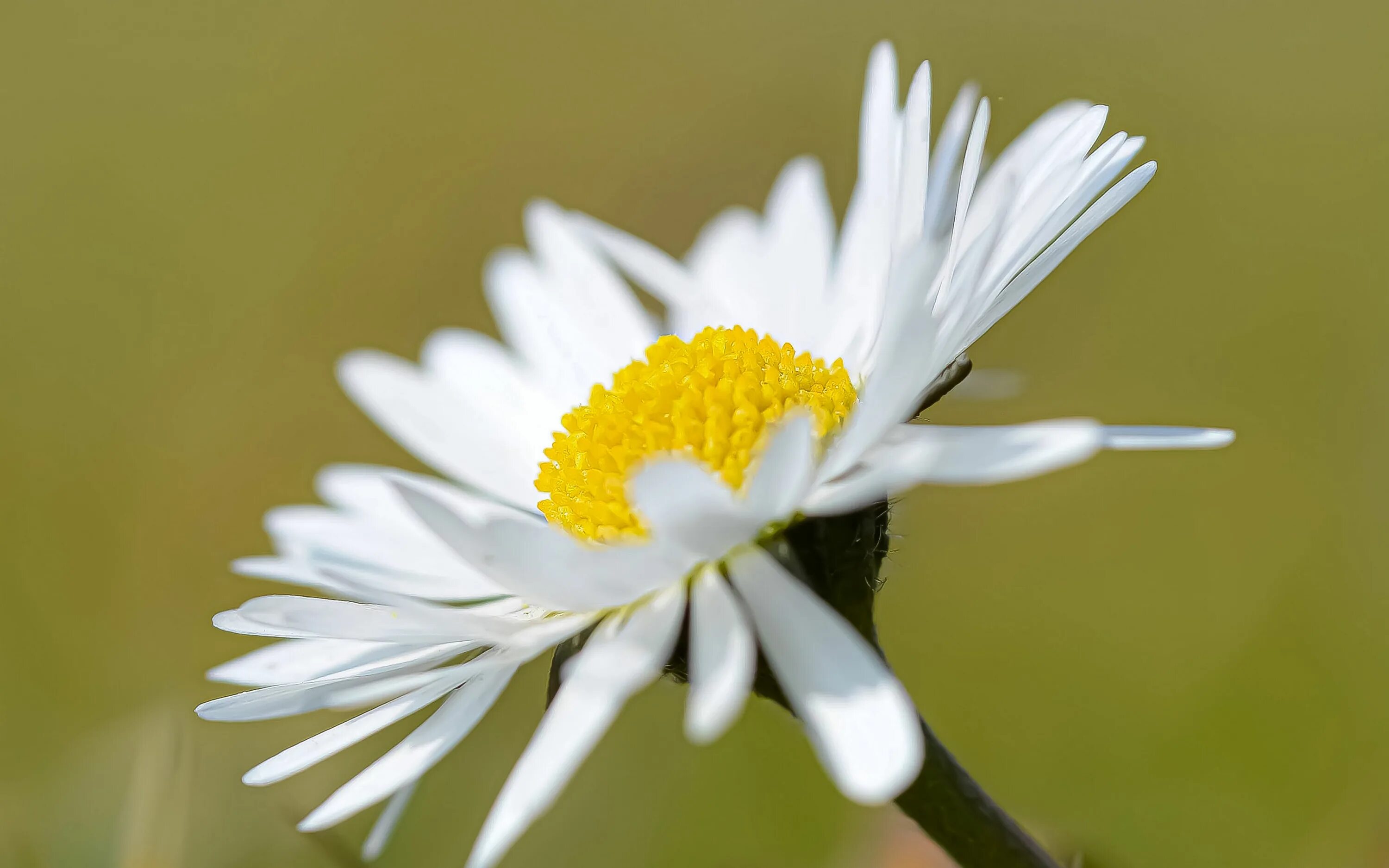 Ромашки. Ромашка цветы. Ромашка цветы. Daisy blooms. Ромашки.