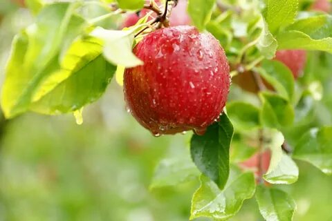 food. fruit. apples. water drops. plants. 