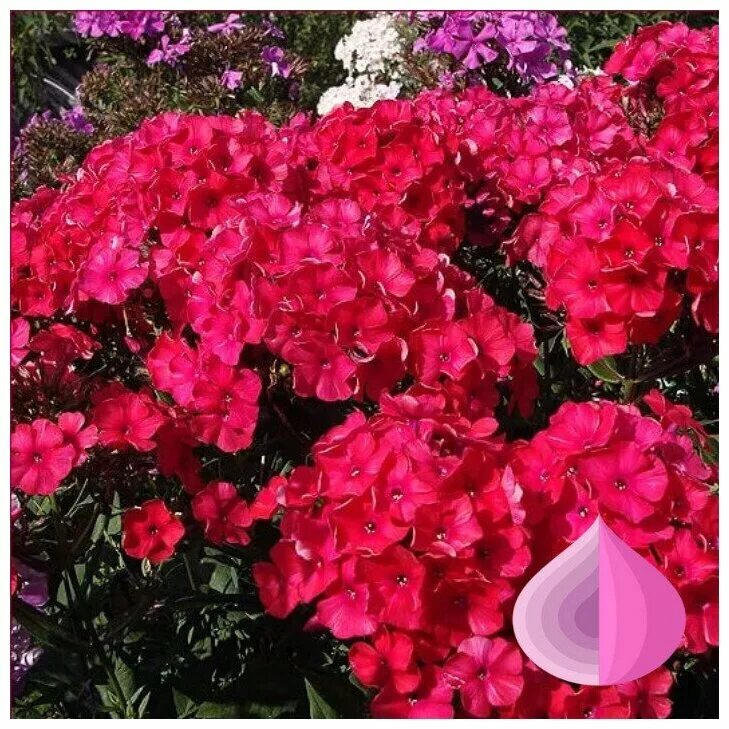 флокс мэри. флокс метельчатый гренадин дрим. флокс мэри. флокс метельчатый miss mary. флокс мари.