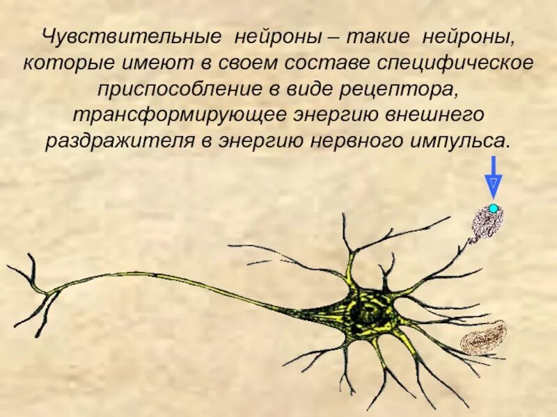 5 чувствительные нейроны передают