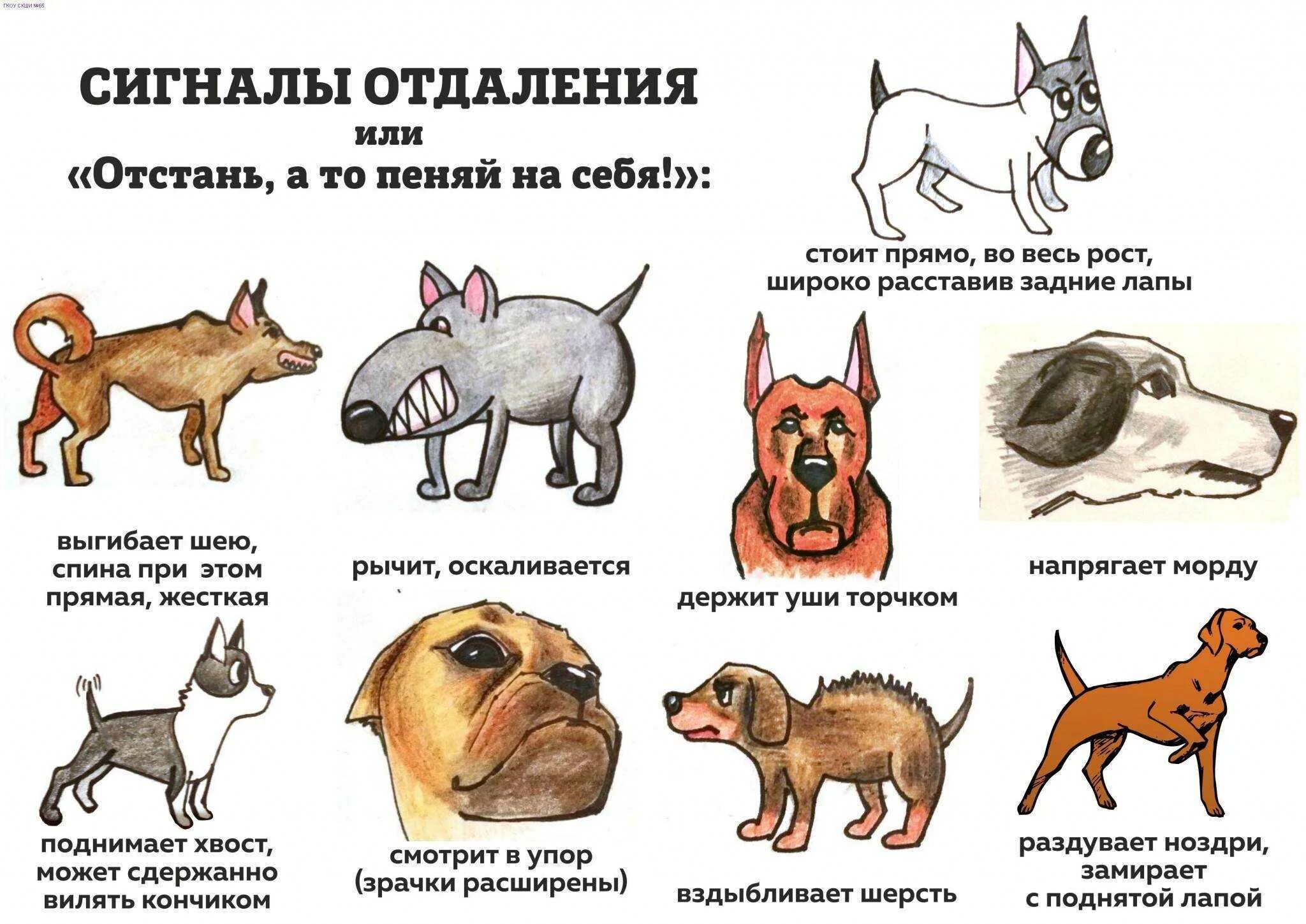 Какой формы собака. Поведение собак. типы поведения собак. сигналы собак поведение. правила поведения с собаками.