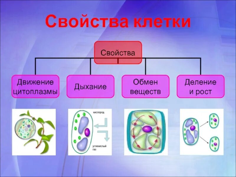 Процесс жизнедеятельности растительной клетки схема. Размножение растительной клетки 5 класс биология. Процессы жизнедеятельности клетки. Строение и жизнедеятельность клетки 5 класс. Какие клетки участвуют в делении