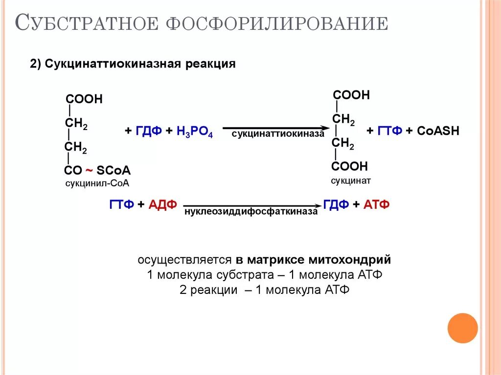 Реакция субстратного фосфорилирования в ЦТК. Реакцию субстратного фосфорилирования катализирует:. Фермент катализирующий реакцию субстратного фосфорилирования. Реакция субстратного фосфорилирования в общем виде.