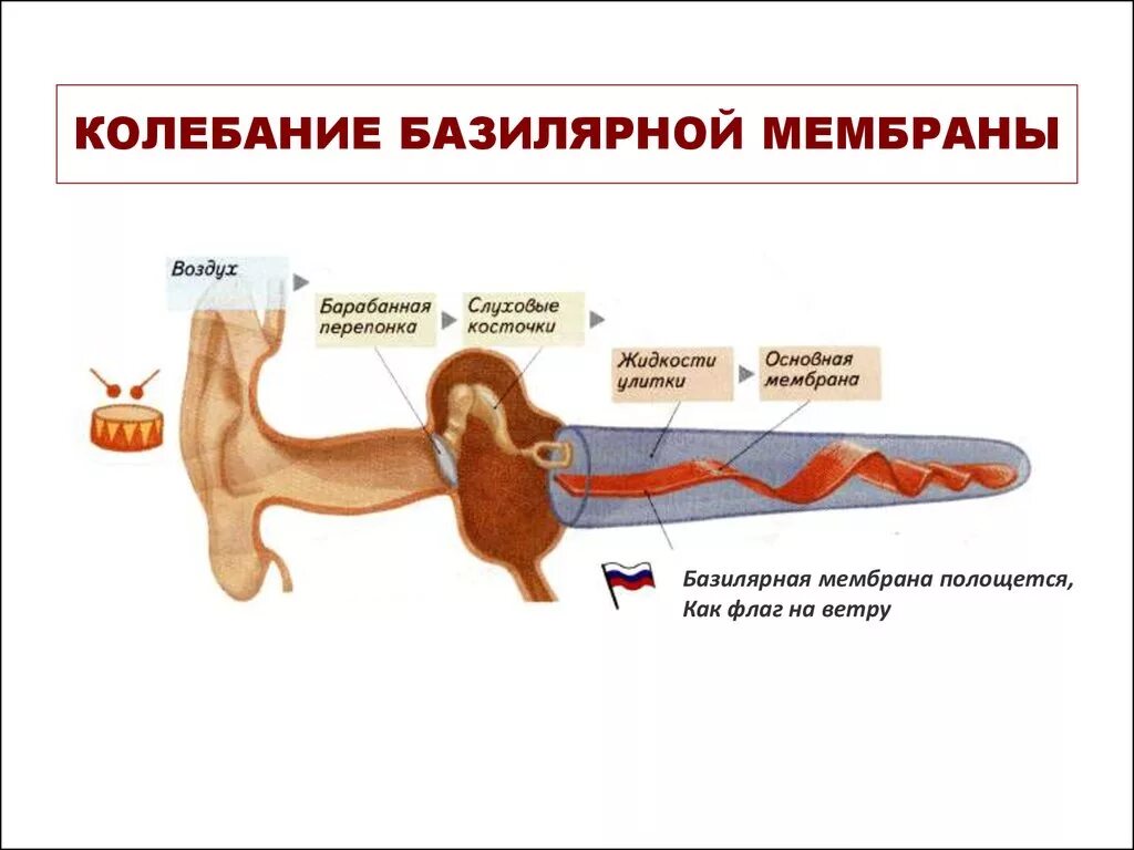 Базилярная мембрана внутреннего уха. Строение базилярной мембраны. Строение уха базилярная мембрана. Глоточно базилярная мембрана. Мембраны внутреннего уха