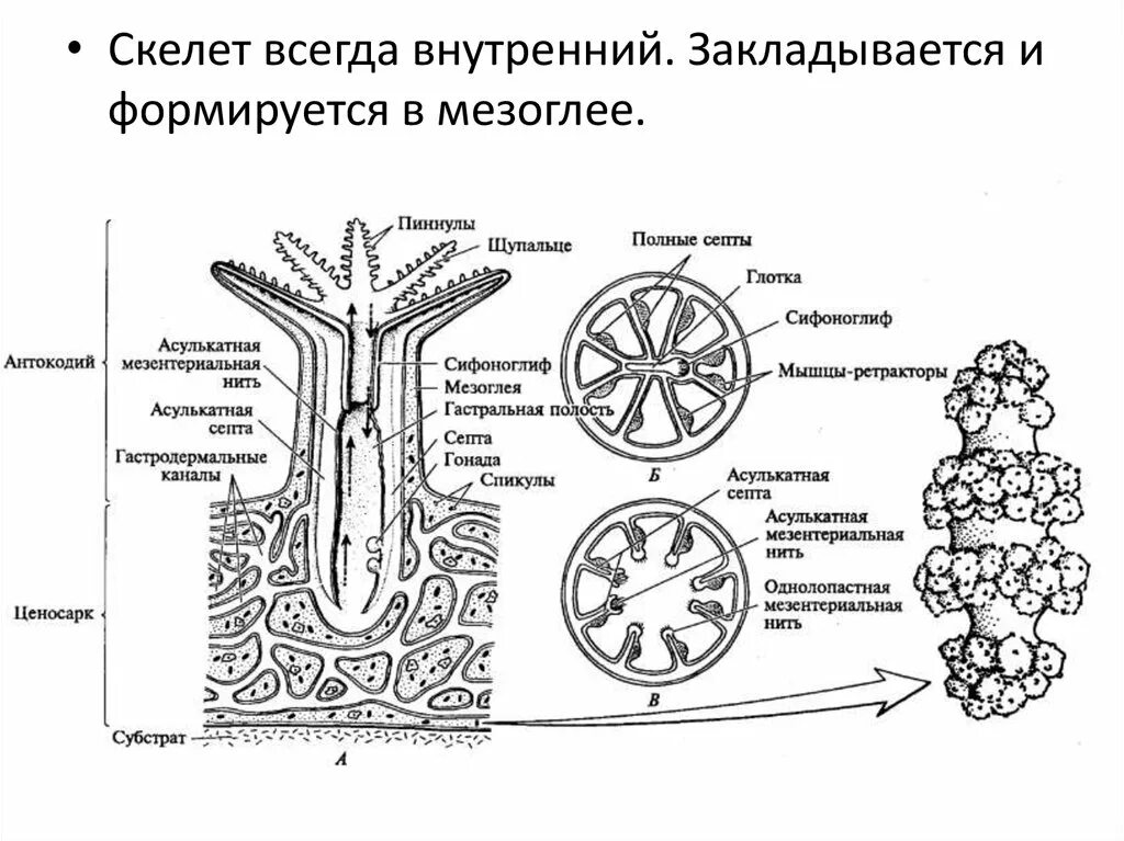 Образуется гастральная полость. Ценосарк. Формируется гастральная полость. Сифоноглиф. Ценосарк у коралловых полипов.