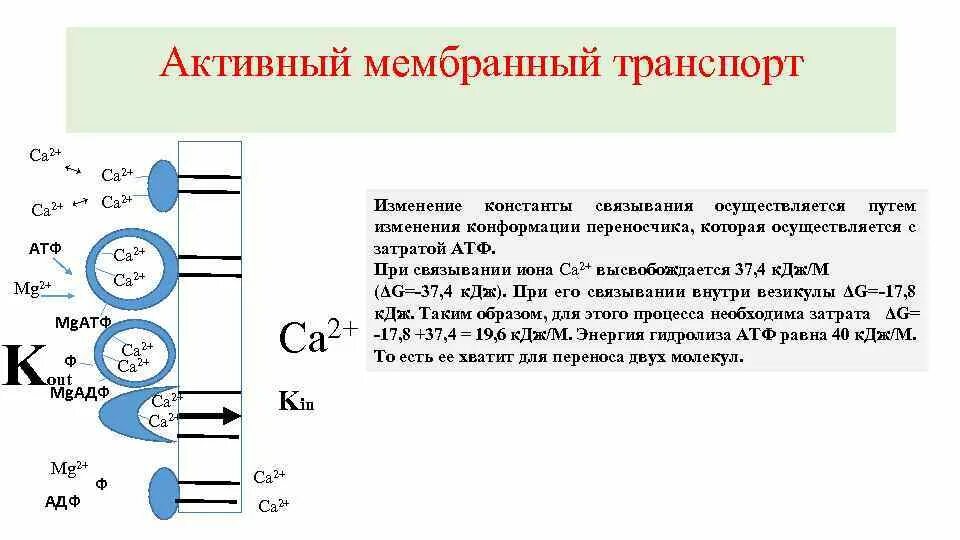 Затрат энергии атф. Мембранный транспорт. Энергия АТФ затрачивается при транспорте. Мембранный транспорт АДФ АТФ. Первчиные активный транспорт транспортные АТФ азы.