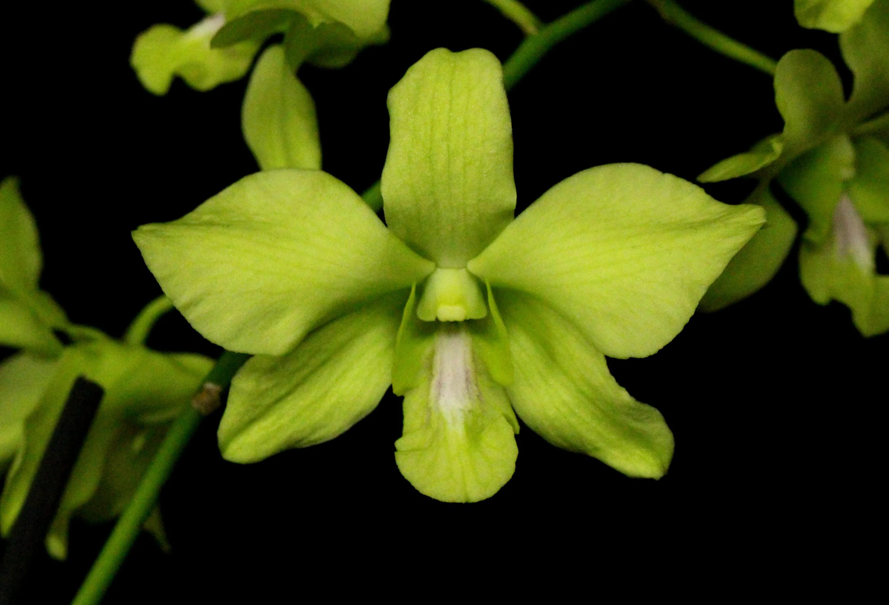 Орхид Грин. Dendrobium Aridang.. Дендробиум зеленый. Орхидея Green Lightning. Грин гибрид