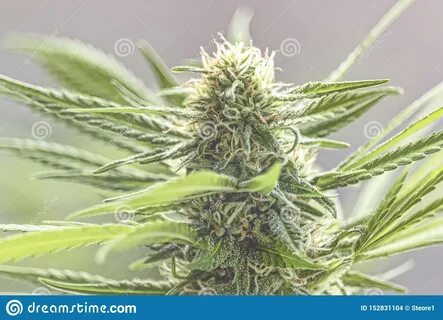 Plant selection