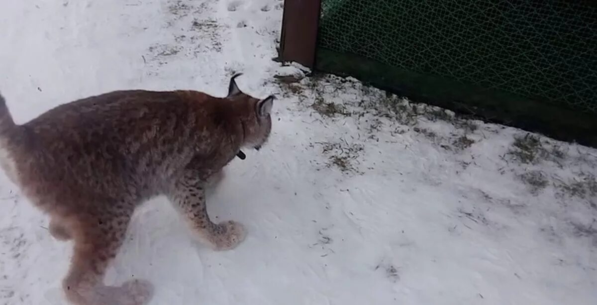 Нападение рыси на человека. Рысь на даче.