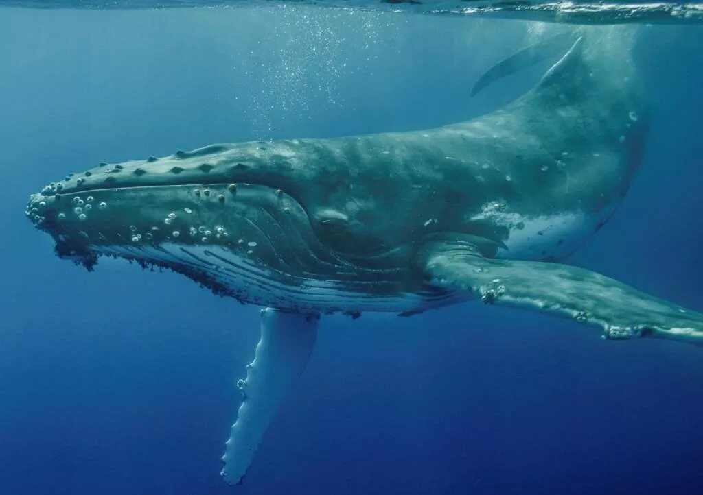 Кит Горбач. Горбач горбатый кит. Синий кит Горбач. Горбатый кит и синий кит.
