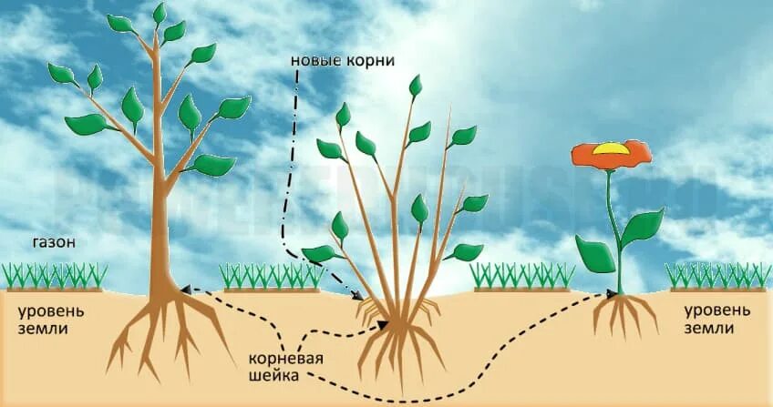 Какие деревья сажают друг с другом. Корневая шейка кустика. Растения строение на участке. Посадка деревьев и кустарников на участке планировка. Уровень корневой шейки.