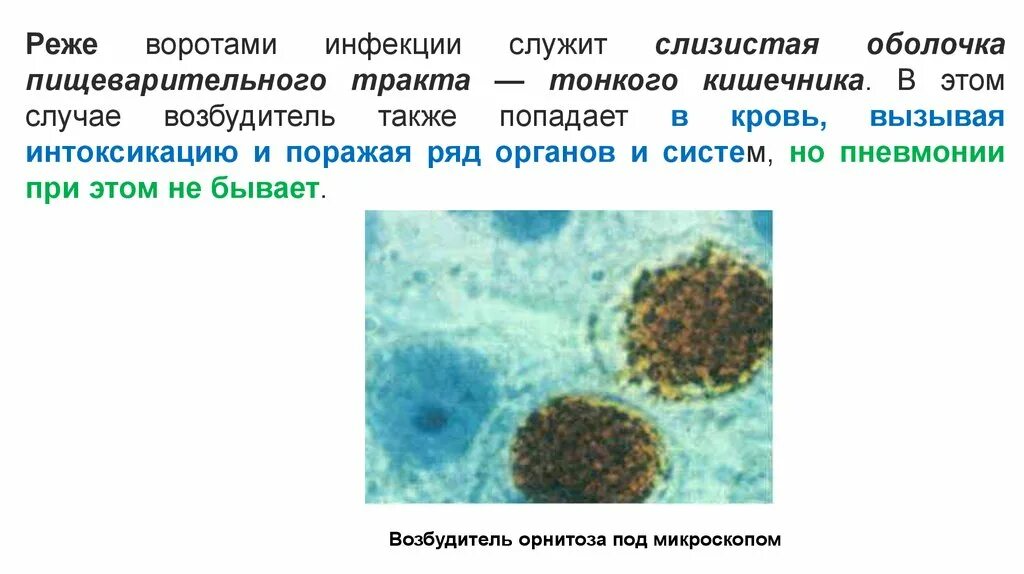 Орнитоз у человека лечение. Возбудитель орнитоза микробиология. Орнитоз птиц возбудитель. Возбудитель орнитоза под микроскопом. Орнитоз микробиология.