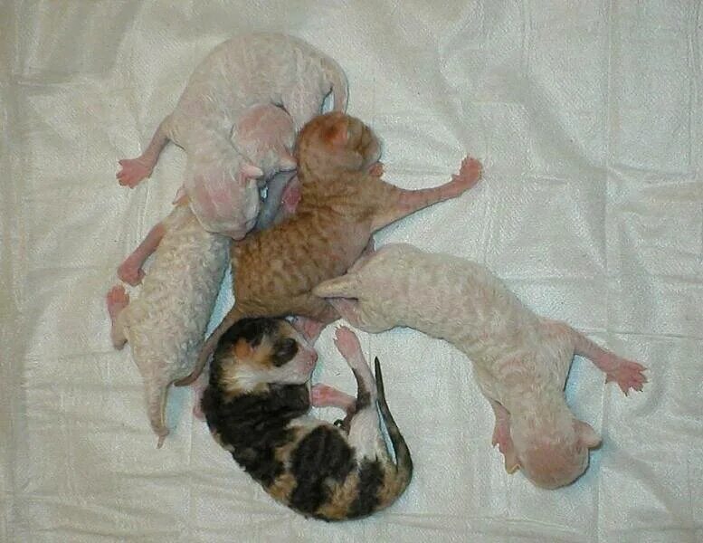 Кошки после рождения котят. Новорожденные котята. Новорожденный котенок.