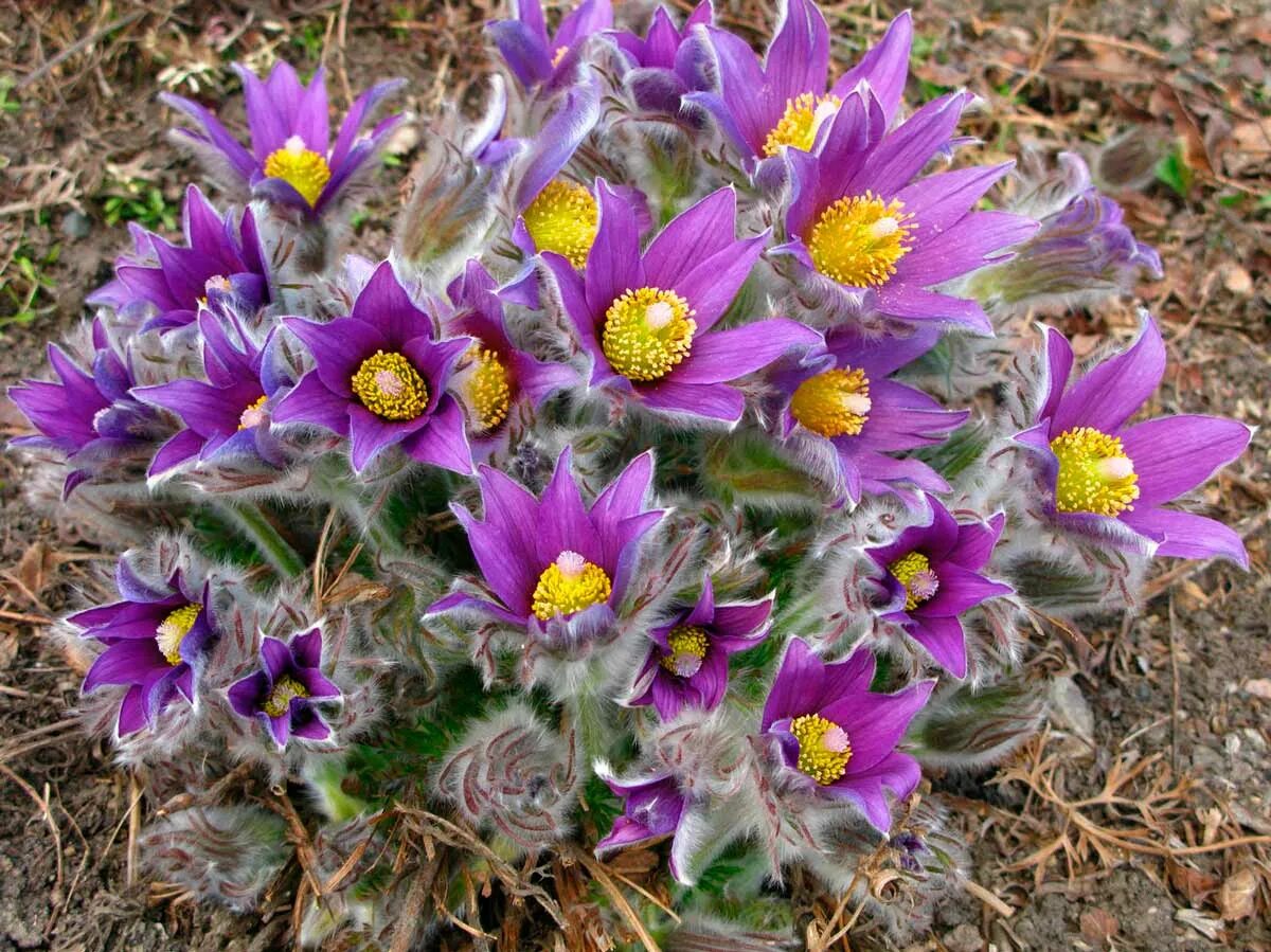 Прострел обыкновенный (Pulsatilla vulgaris). Прострел обыкновенный (Pulsatilla vulgaris `Pinwheel Blue Violet Shades`). Pulsatilla Violet Bells. Прострел обыкновенный (Pulsatilla vulgaris `Pinwheel White`). Пострел цветы