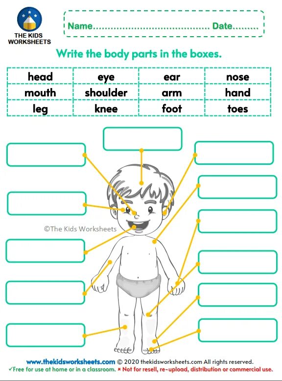 Части тела на английском. Body Parts задания. Части тела Worksheets. Части тела на английском для детей задания.