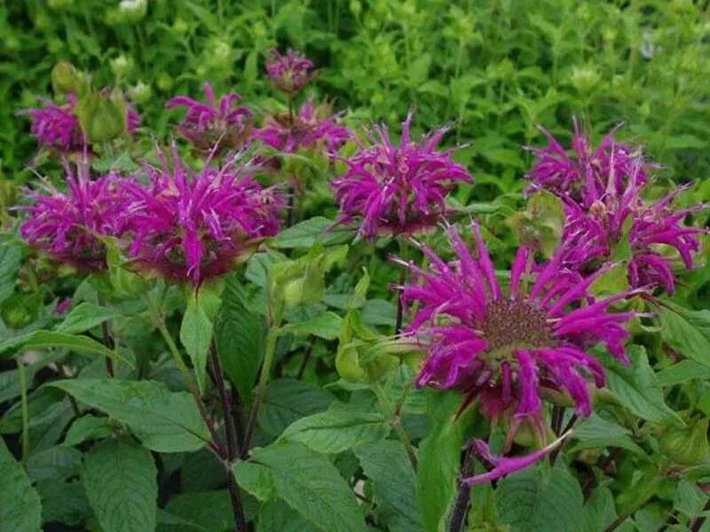 Монарда лимонная листья. Монарда дидима. Монарда. Мята монарда. Бергамот садовый монарда.