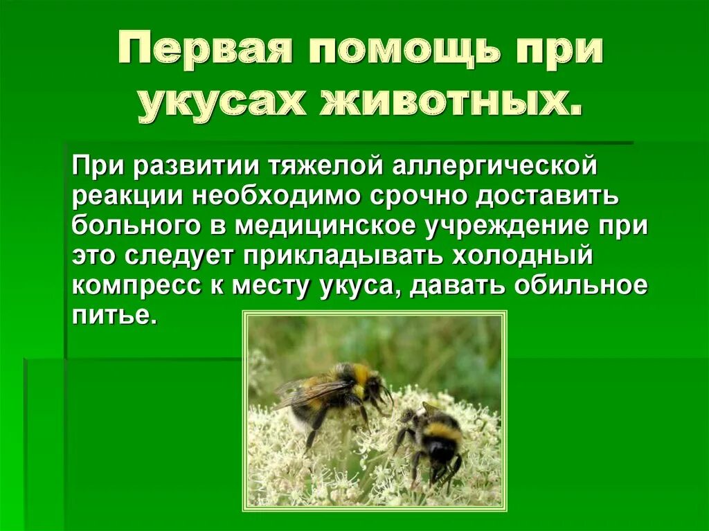 Алгоритм помощи при укусах. Первая помощь при УКАС животных. Первая помощь при укусах. Первая помощь при укусах жи. Первая помощь при укусах животных и насекомых.