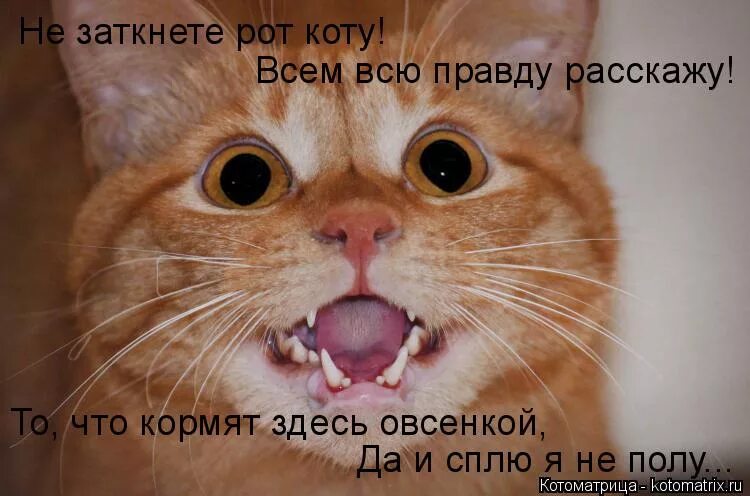 Мес скотом с открытым ртом. Удивляющийся кот из кота в сапогах. Кот смеется. Кот с закрытым ртом. Кот закрывает рот другому коту.